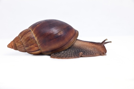 big vine snail fast movement forward isolated on whiteの写真素材