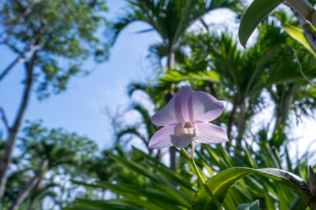 Image of pink orchid blooming in tropical garden. Thailandの写真素材