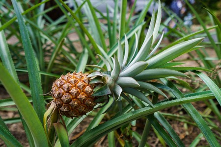 Image of ripe pineapple in tropical garden. Thailandの写真素材