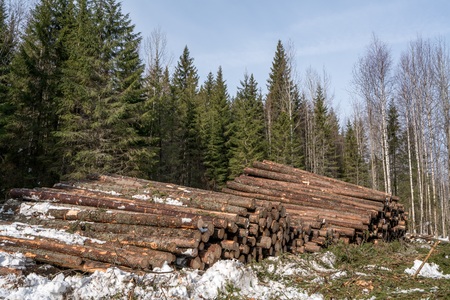 Forestry. Image of logs stacked in pile after fellingの写真素材