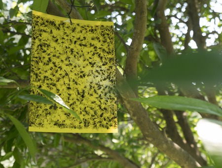 Insect trap on a tree in park on Cyprusの写真素材