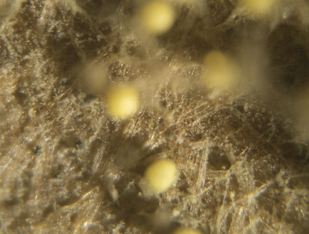 Yellow fungus on plywood macro shot
