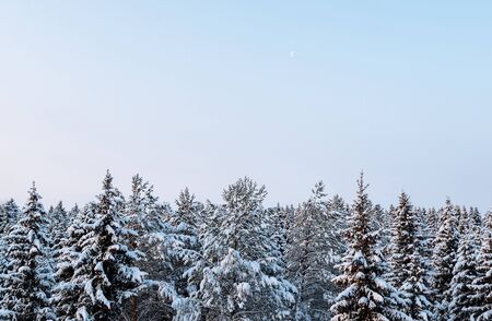 Russian winter forest beautiful landscapeの写真素材