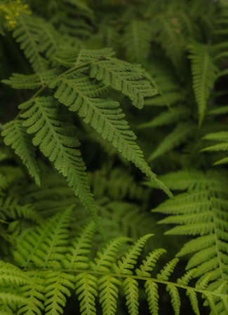 green leaves nature backgroundの写真素材