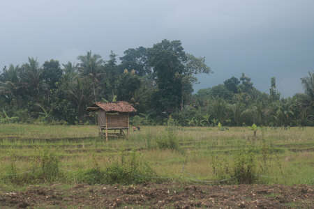 small house in the middle of rice fieldの写真素材