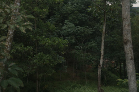dark forestの写真素材