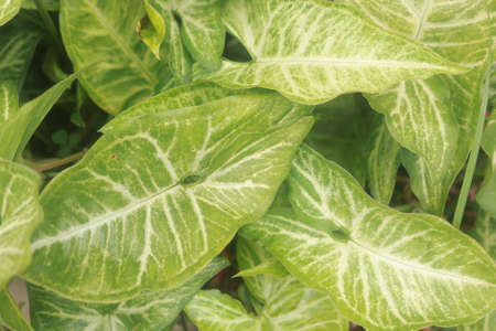 nature green leaves patternの写真素材