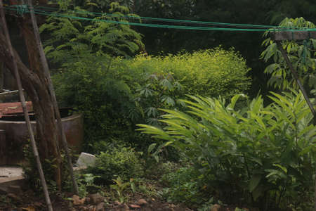 wild plant in the backyardの写真素材