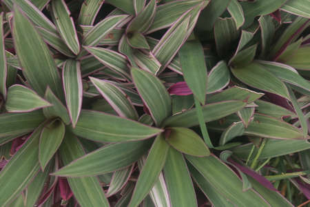 plant in the yard backgroundの写真素材