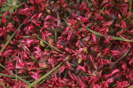 purple plant close upの写真素材