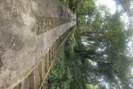 stone stairs in deep forestの写真素材