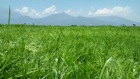 green grass with mountain backgroundの写真素材
