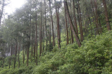 the pine woodsの写真素材