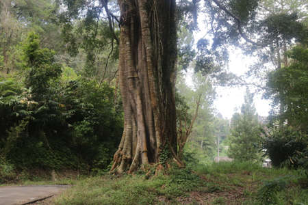old big treeの写真素材