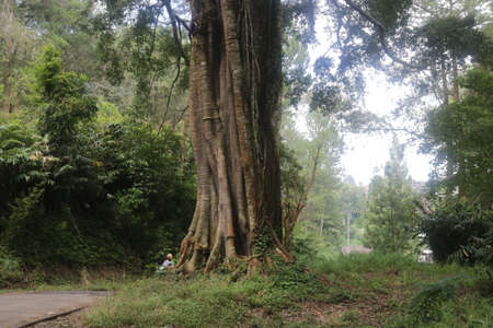 old big treeの写真素材