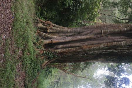 old big root treeの写真素材