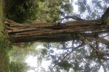 old big treeの写真素材