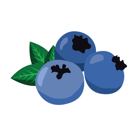 fresh blubery fruit illustration vector designのイラスト素材
