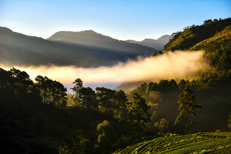 Background beautiful mountain in Thailand. Light morning mist the strawberry farm is Doi Ang Khang.の写真素材