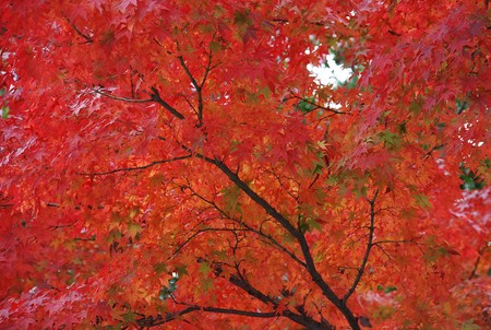 Autumn in Japan