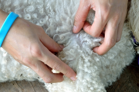 two hands of woman are seeking the dog flea の写真素材