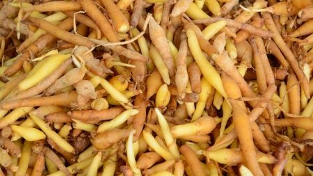 the fingerroot  boesenbergia  herb backgroundの写真素材