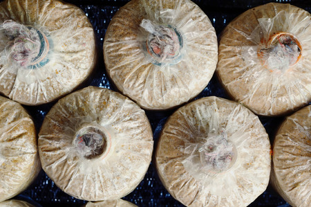 process of mushroom cultivate in planting, agriculture of thailandの写真素材