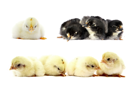 set of little chick isolated on white backgroundの写真素材