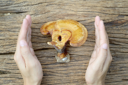 Lingzhi mushroom or Ganoderma lucidum in woman hand on wooden background