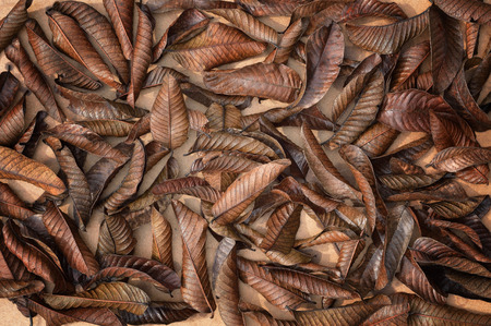 background texture of fallen dry guava leaf on groundの写真素材