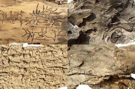 set of dry bark isolated on white