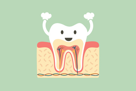 A dental cartoon flat vector, healthy tooth anatomy is fun illustration.のイラスト素材