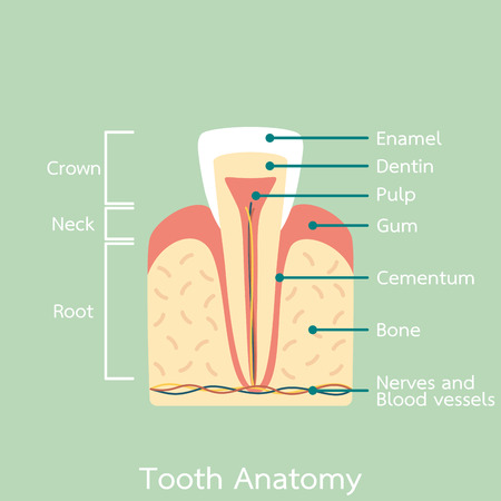 dental cartoon flat vector, incisor tooth anatomy structure including the bone and gum and detail word. flat style for designのイラスト素材