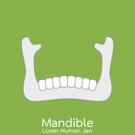 Dental cartoon vector flat style for design, lower human jaw - mandible. part of skullのイラスト素材