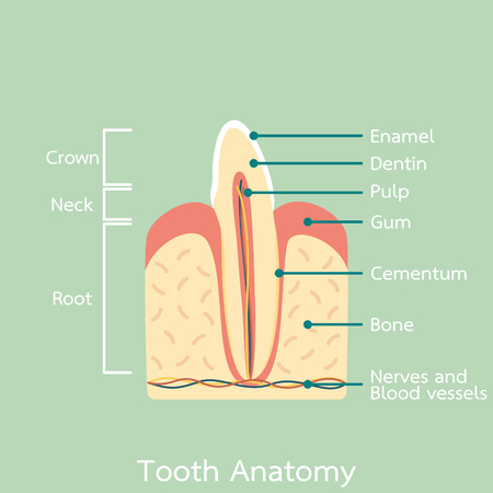 Illustration of tooth anatomy with partsのイラスト素材