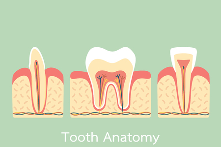 Dental illustration of tooth anatomy structureのイラスト素材