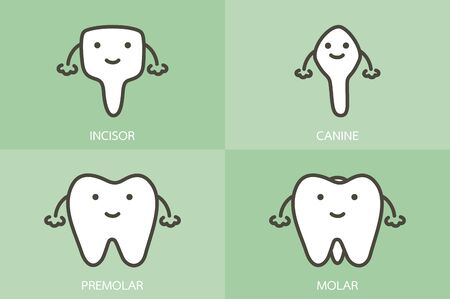 type of tooth ( incisor, canine, premolar, molar ) - dental cartoon vector flat style cute character for designのイラスト素材