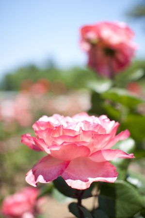 Europeの写真素材