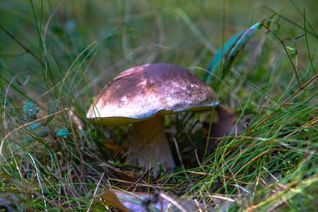 Mushroom in the forestの写真素材