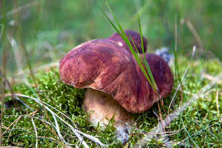 White mushroom in the forestの写真素材
