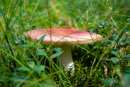 Mushroom in the forestの写真素材