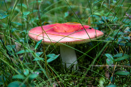 Mushroom in the forestの写真素材