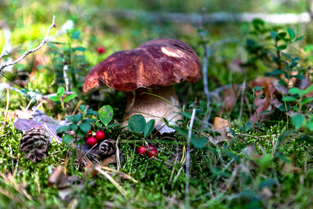 White mushroom in the forestの写真素材