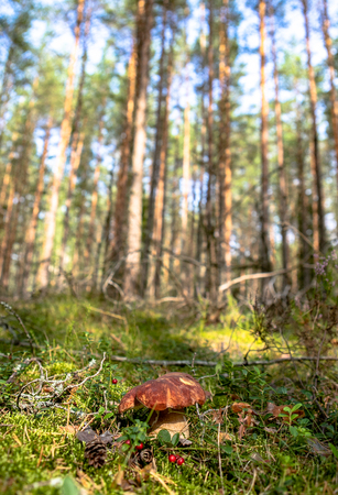 White mushroom in the forestの写真素材