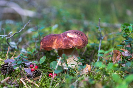 White mushroom in the forestの写真素材