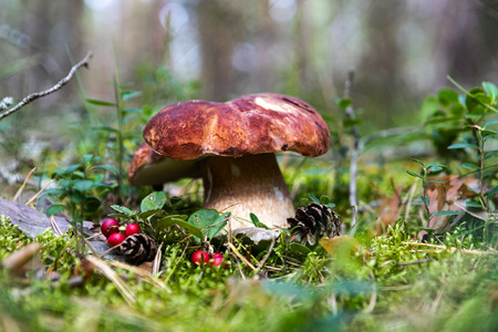 White mushroom in the forestの写真素材
