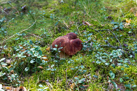White mushroom in the forestの写真素材