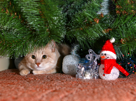 Cat for love.の写真素材