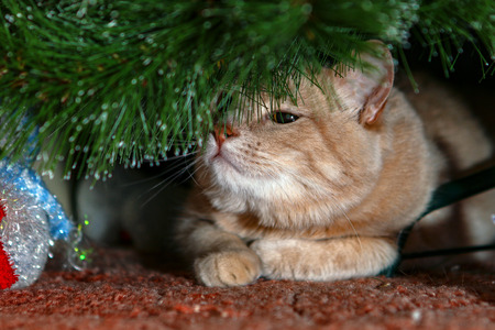 Cat for love.の写真素材