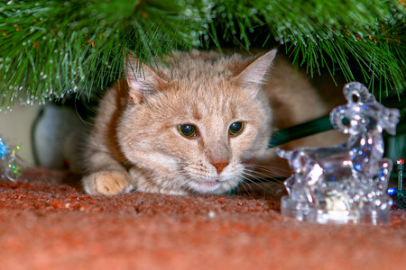 Cat for love.の写真素材